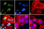 Phospho-IRS1 (Ser616) Antibody