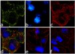 Phospho-IRS1 (Ser636, Ser639) Antibody in Immunocytochemistry (ICC/IF)