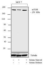 mTOR Antibody in Western Blot (WB)