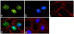 OCT4 Antibody in Immunocytochemistry (ICC/IF)