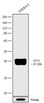 OCT4 Antibody in Western Blot (WB)