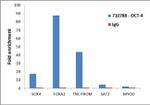 OCT4 Antibody in ChIP Assay (ChIP)