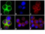 Phospho-c-Met (Tyr1349) Antibody