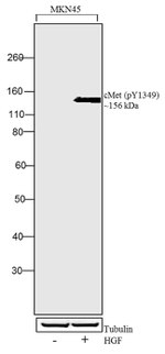 Phospho-c-Met (Tyr1349) Antibody