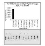 H3K4me2 Antibody