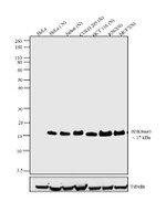 H3K4me2 Antibody in Western Blot (WB)