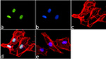 H3K4me2 Antibody in Immunocytochemistry (ICC/IF)