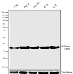 H3K36me1 Antibody in Western Blot (WB)