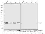 H3K79me2 Antibody in Western Blot (WB)