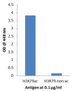 H3K79ac Antibody in ELISA (ELISA)