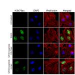 H3K79ac Antibody in Immunocytochemistry (ICC/IF)