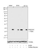 H4K20ac Antibody