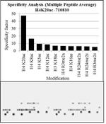 H4K20ac Antibody in Peptide array (ARRAY)