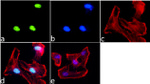 H4K20ac Antibody in Immunocytochemistry (ICC/IF)