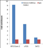 H2BK5ac Antibody in ChIP Assay (ChIP)