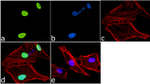 H3K9me1 Antibody in Immunocytochemistry (ICC/IF)