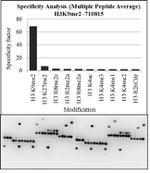 H3K9me2 Antibody in Peptide array (ARRAY)