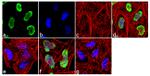 H3K9me2 Antibody in Immunocytochemistry (ICC/IF)