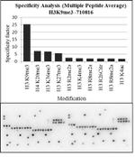 H3K9me3 Antibody in Peptide array (ARRAY)