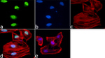 H3K9me3 Antibody in Immunocytochemistry (ICC/IF)