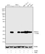 H4K8ac Antibody