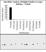 H4K8ac Antibody