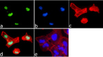 H4K8ac Antibody in Immunocytochemistry (ICC/IF)