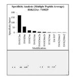 H4K12ac Antibody