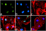 H4K12ac Antibody in Immunocytochemistry (ICC/IF)