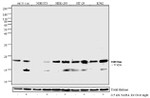 H4K12ac Antibody in Western Blot (WB)