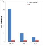 H2AK5ac Antibody in ChIP Assay (ChIP)