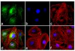 Phospho-Cdc25A (Ser18) Antibody in Immunocytochemistry (ICC/IF)