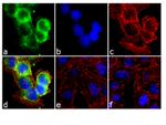 Phospho-CDK1 (Thr14, Tyr15) Antibody in Immunocytochemistry (ICC/IF)