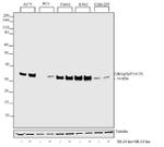 Phospho-CDK1 (Thr14, Tyr15) Antibody