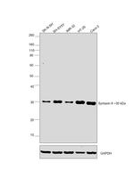 Syntaxin 6 Antibody in Western Blot (WB)