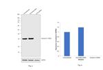 Syntaxin 6 Antibody in Western Blot (WB)