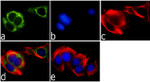 Syntaxin 6 Antibody in Immunocytochemistry (ICC/IF)