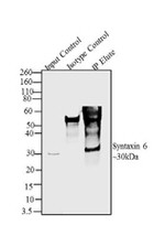 Syntaxin 6 Antibody in Immunoprecipitation (IP)