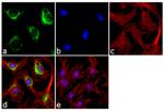Golgi Protein 58K Antibody in Immunocytochemistry (ICC/IF)