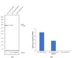 Kindlin Antibody in Western Blot (WB)