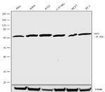 SHP2 Antibody in Western Blot (WB)