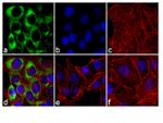 Phospho-S6 (Ser240, Ser244) Antibody in Immunocytochemistry (ICC/IF)