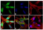 FOXO3A Antibody in Immunocytochemistry (ICC/IF)