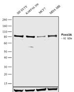 FOXO3A Antibody in Western Blot (WB)