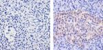 WNT2B Antibody in Immunohistochemistry (Paraffin) (IHC (P))