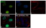 BRG1 Antibody in Immunocytochemistry (ICC/IF)