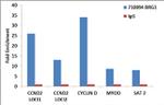 BRG1 Antibody in ChIP Assay (ChIP)