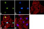 Histone H2B Antibody in Immunocytochemistry (ICC/IF)