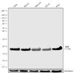 Histone H2B Antibody in Western Blot (WB)