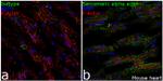 alpha Actinin 2 Antibody in Immunohistochemistry (Frozen) (IHC (F))